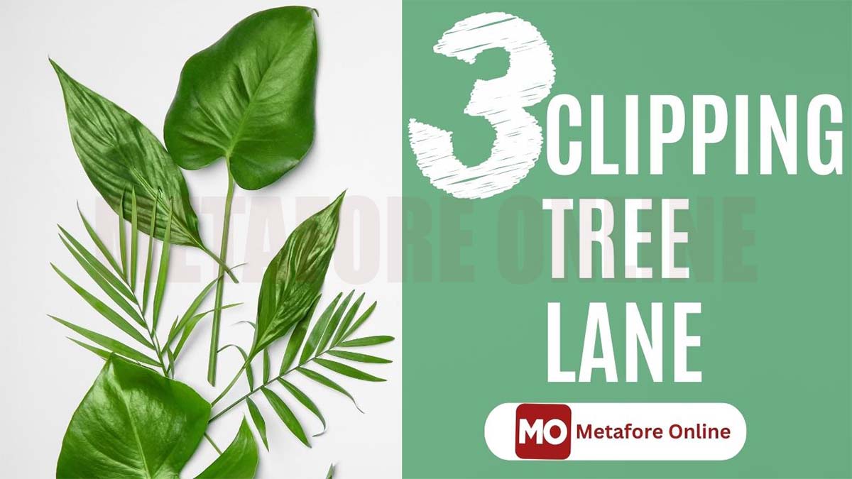 3 Clipping Tree Lane | clipping path service provider